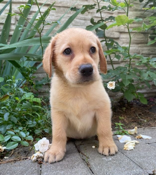 Labrador szczeniak biszkopt
