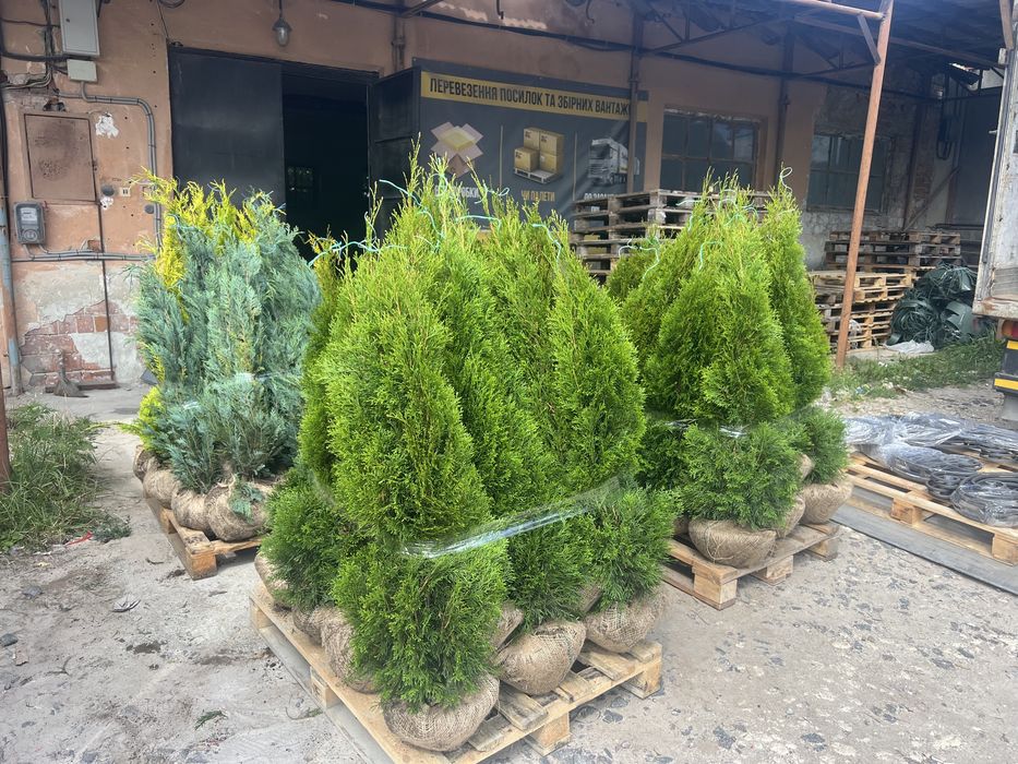 Туї, штамбові рослини, кипариси, нівакі