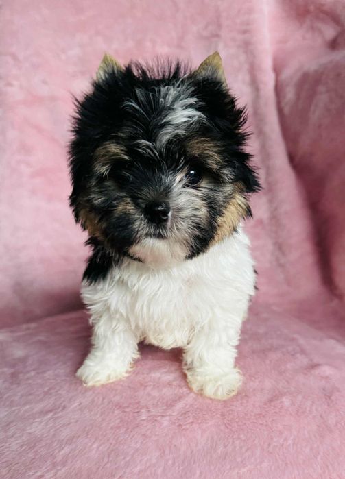 Cudna mini suczka yorkshire terrier biewer
