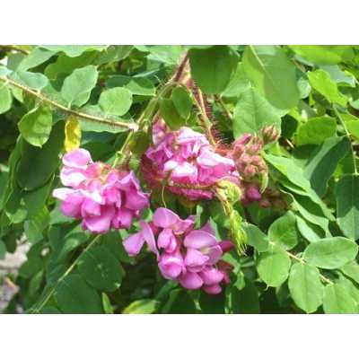 Robinia umbraculifera hispida