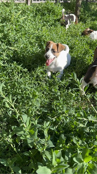 Дівчатка Джек Рассел терьера