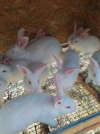 Кролики разных пород малыши
