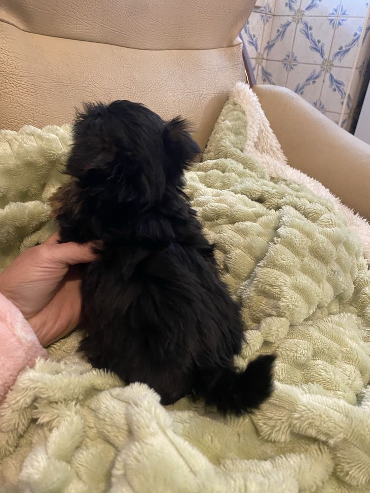Yorkshire terrier  macho mini
