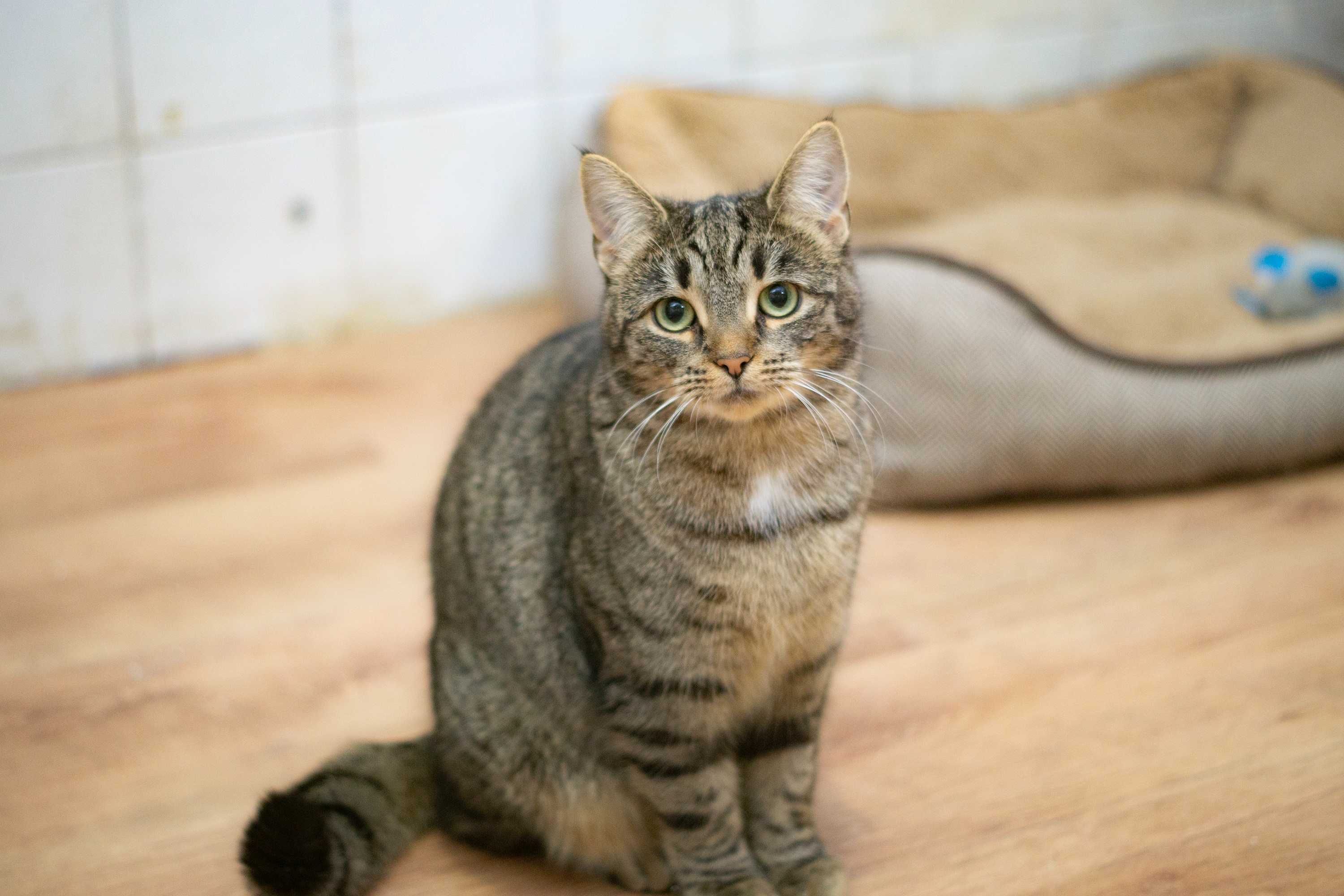 Kiara - kotka do adopcji
