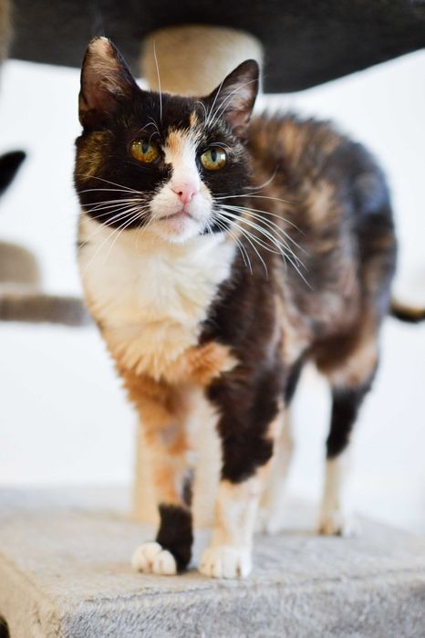 Wiktoria - 6 letnia, delikatna kotka szuka kochającego domu!