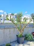 Vendo oliveiras de jardim