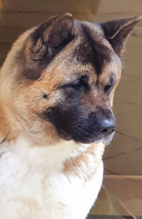 Akita Amerykańska  Himeko Hirrani  FCI