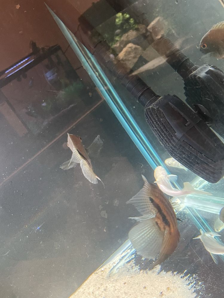 casal de heros severum selvagem