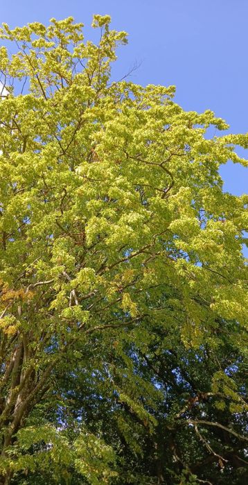 Nasiona graba -carpinus betulus