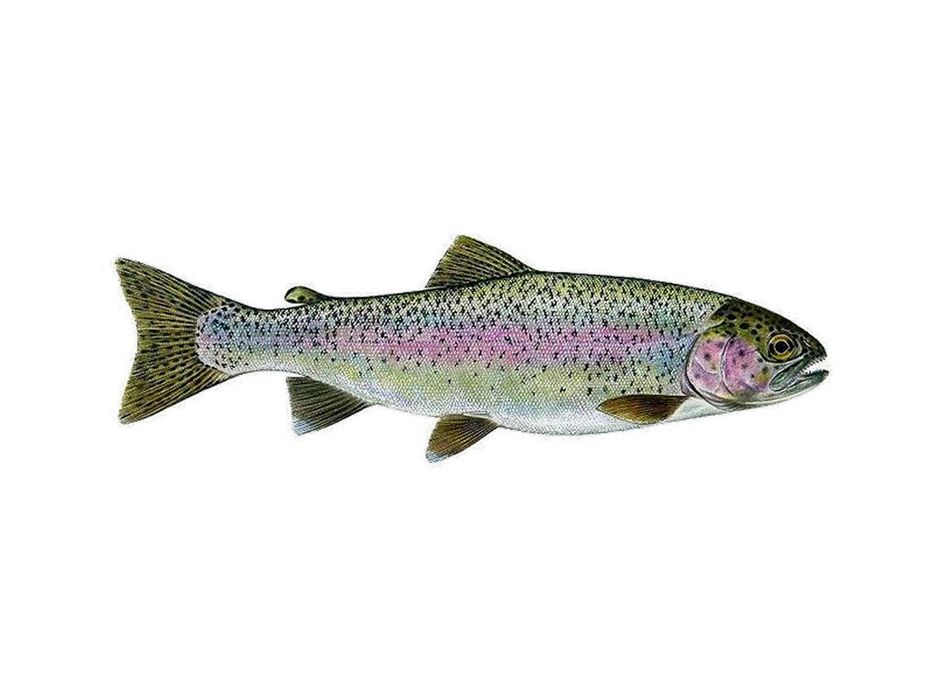 Pstrąg żywy w sprzedaży