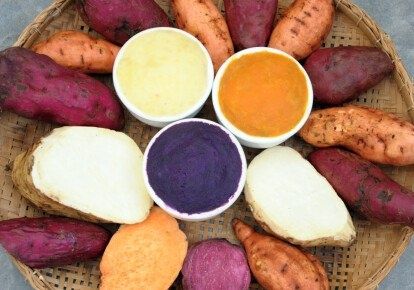 Батат, розсада батату.