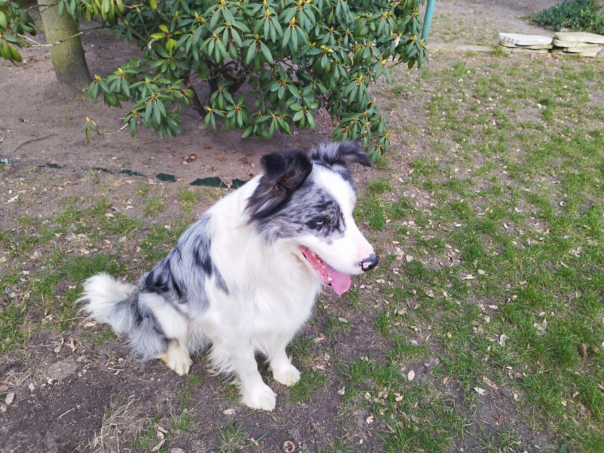 Border Collie ZKwP FCI