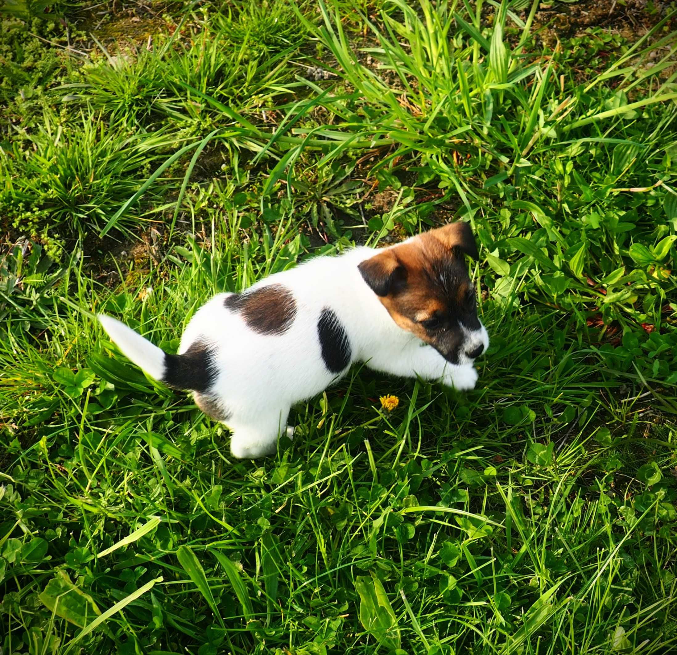 Jack Russell Terrier piesek tricolor sierść złamana DOLAR