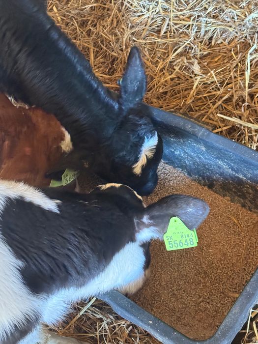 Cielaki krzyżówki 10szt pobierają paszę biała strefa