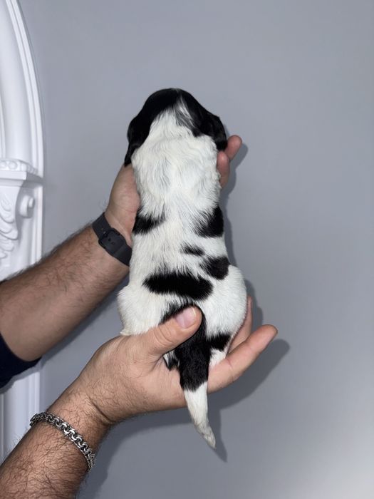 Цуценята англійського кокер спаніеля