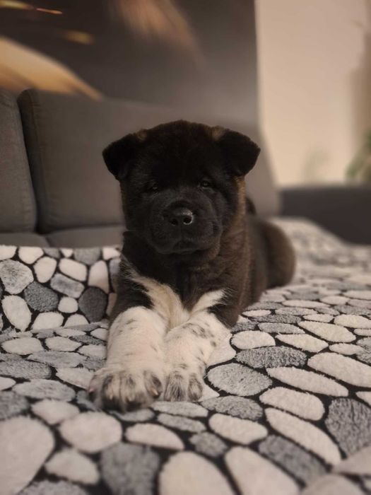 Akita amerykańska FCI