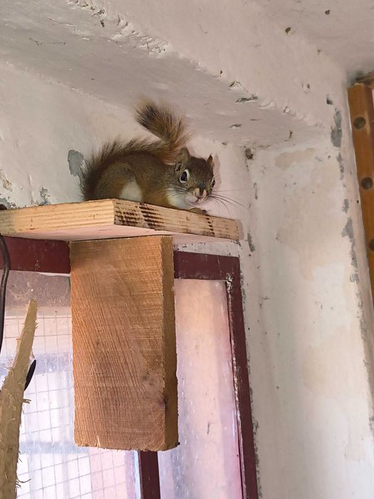 Wiewiórki hudsona młode 2025r.