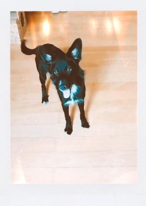 Doação cãozinho Macho