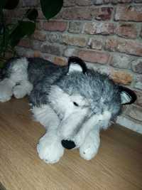 Duża maskotka pluszak leżący wilk jak żywy  70 cm