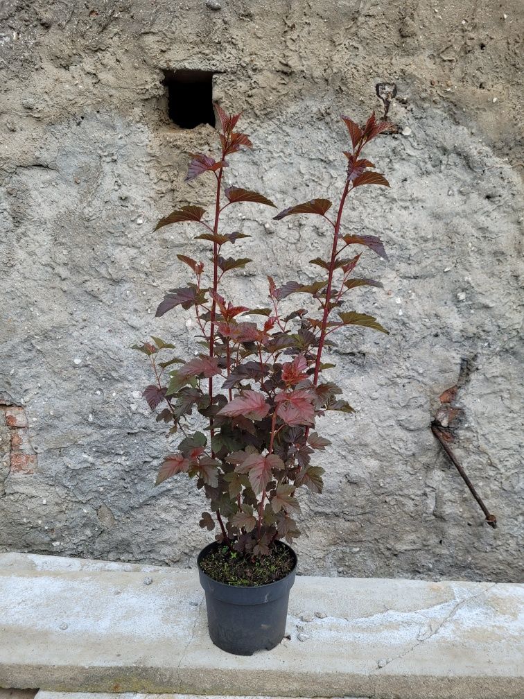 Darmowa dostawa!!! Tuja szmaragd 110cm! Promocja!!!