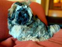Shih tzu piesek FCI