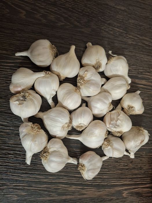 Ярий часник на продаж