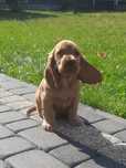 Cocker spaniel angielski 7tyg z rodowodem