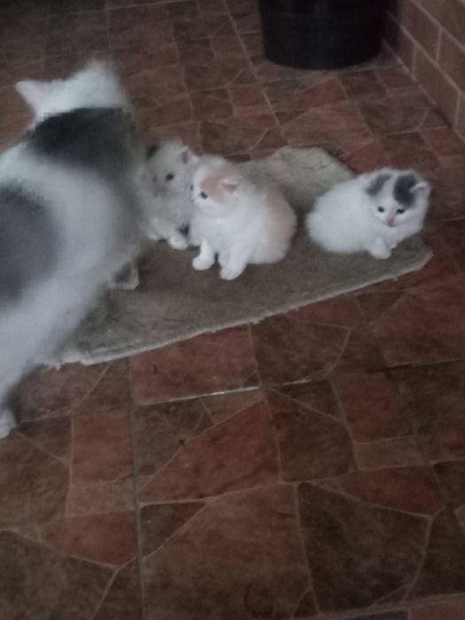 Котики в хорошу сім'ю