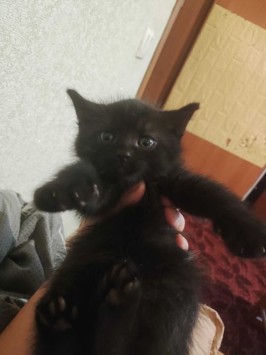 Киця в добрі руки