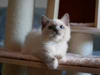 Kotka Ragdoll Hodowla FPL rasowa rodowodowa Warszawa ragdoll