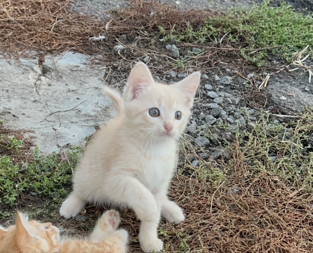 Кіт котик котеня