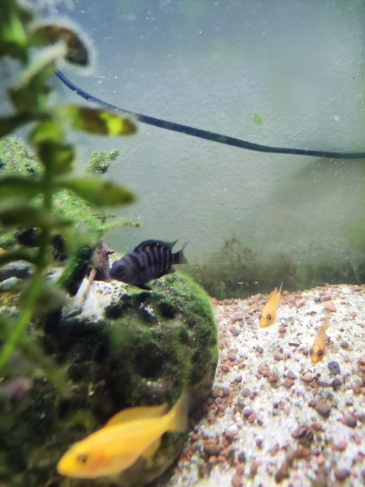 Crias ciclídeos Malawi e acarás do congo