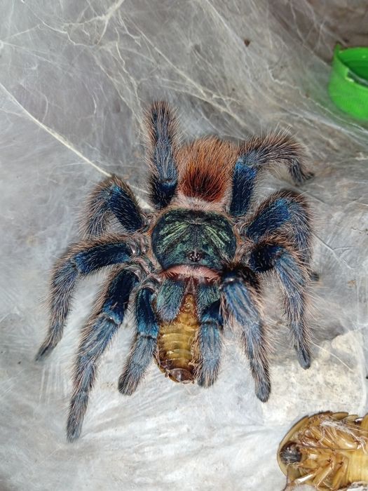 Chromatopelma cyaneopubescens