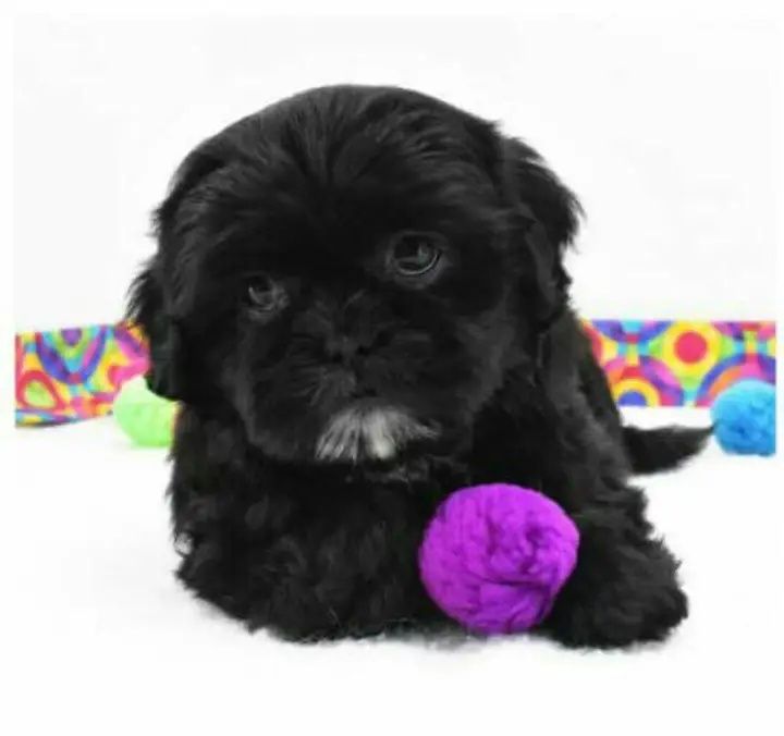 Shih tzu  gotowy do odbioru