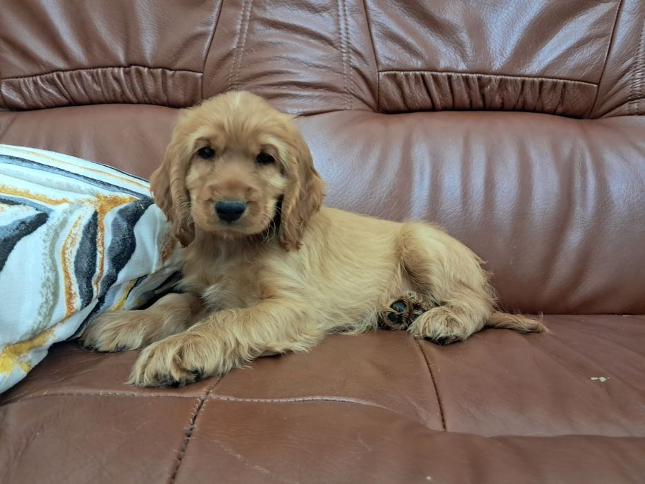 Cocker spaniel  macho