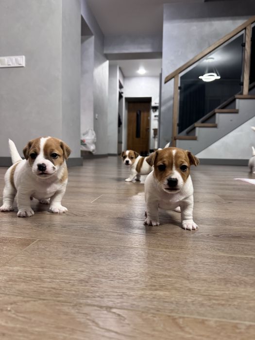 Джек Рассел Терʼєр