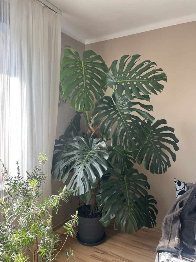 Monstera gigant