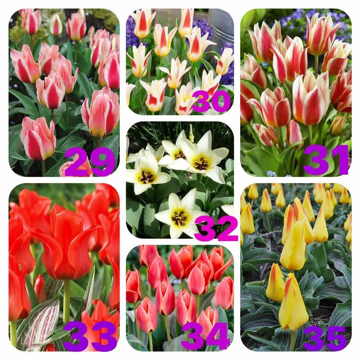 Гарні квіти тюльпанів