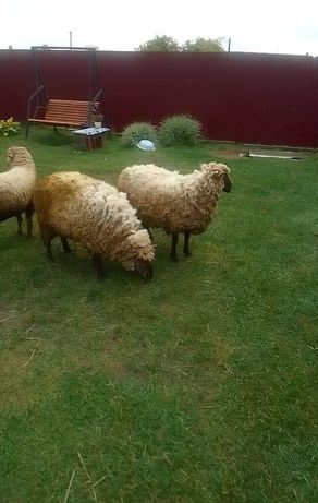 Продам вівці недорого