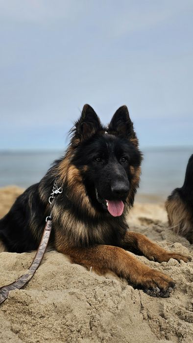 Reproduktor Owczarek niemiecki długowłosy, oferta krycia