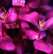 roślina do akwarium  Bacopa salzmanii ‘Purple’
