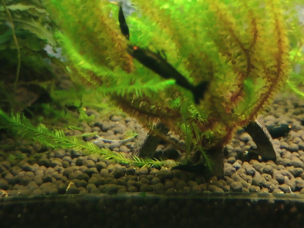 Krewetki Black Devil OE.