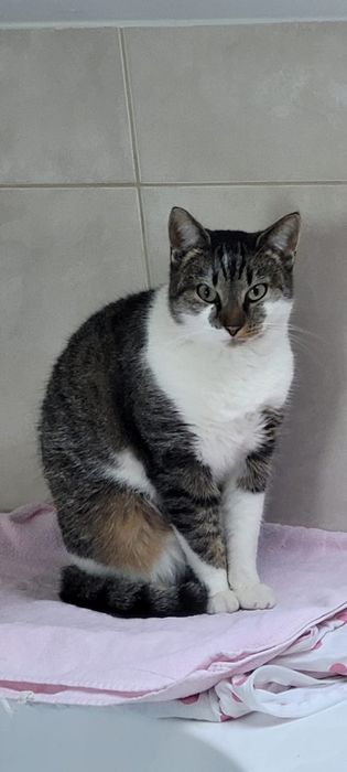 Kotka Lila szuka domu