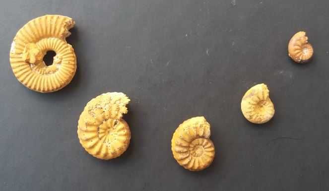 Lote de 5 Fósseis : Amonites