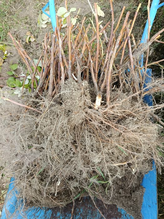 Sadzonki maliny Polesie iPolany