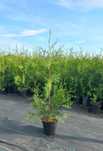 Tuja Brabant Thuja 90-100 cm Doniczka 2,5L (z nawozem całosezonowym)