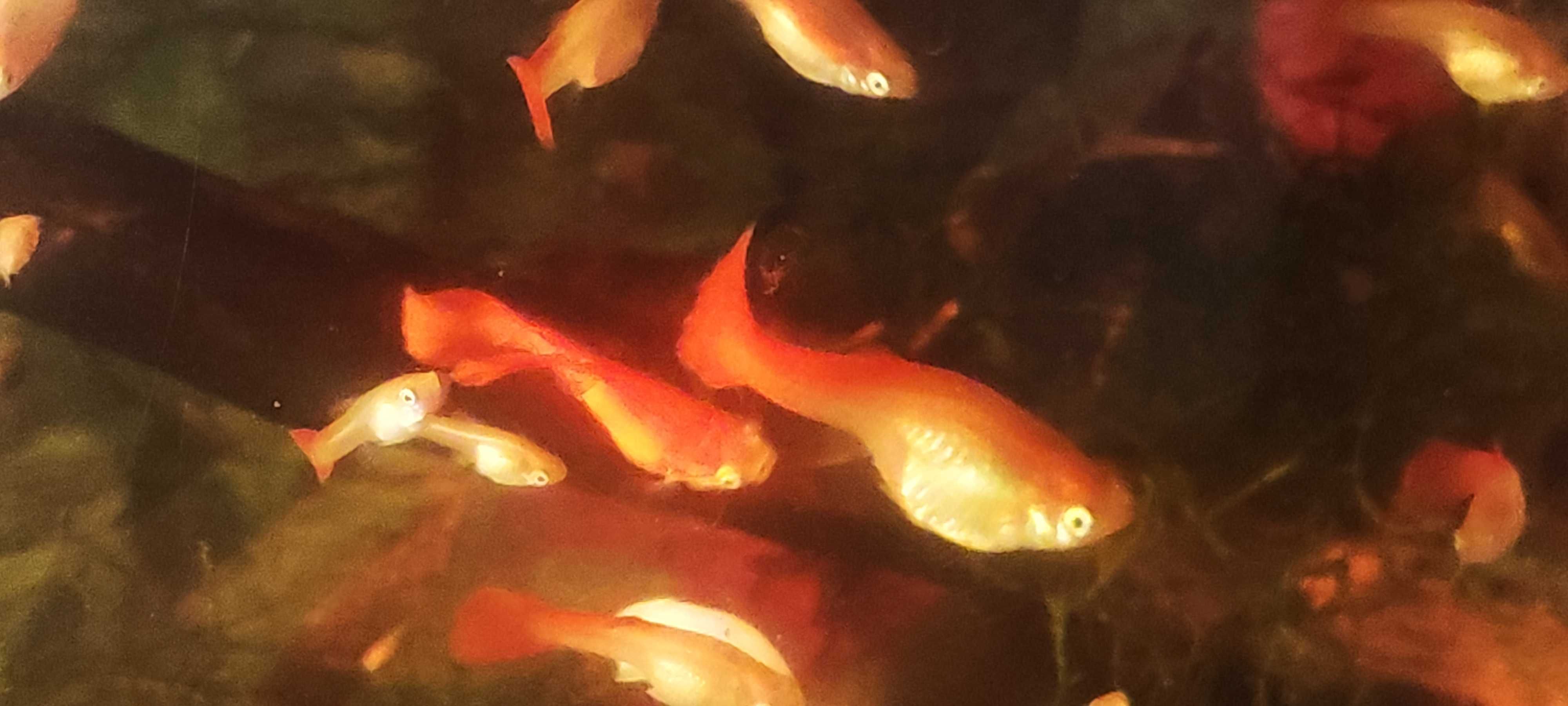 Guppys Full Red Gold Jovens – Entrego Senhora da Hora / Norte Shopping