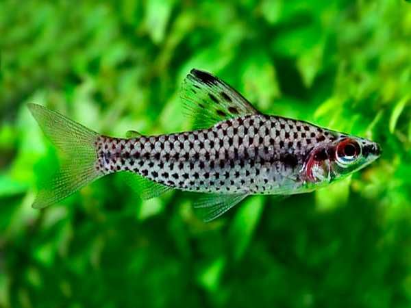 Stojaczek punktowany - Chilodus punctatus - dowóz, wysyłka