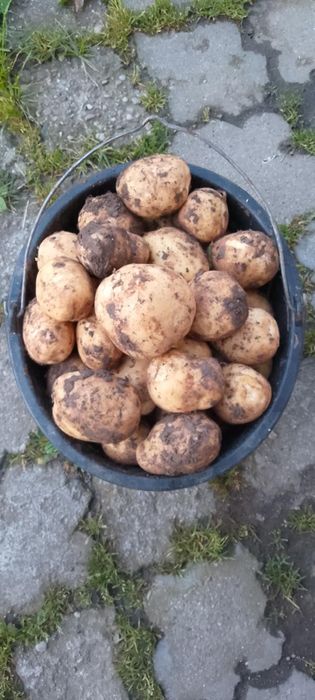 Sprzedam młode ziemniaki denar