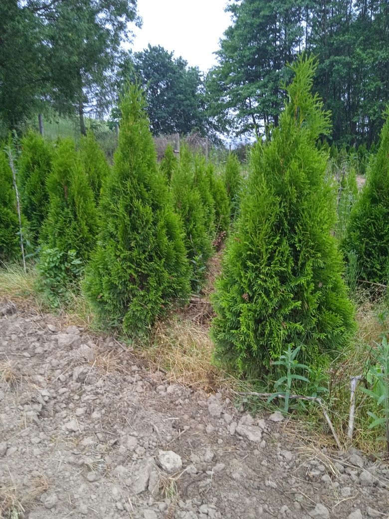 Tuja Thuje szmaragd , brabant na żywopłot 100 cm